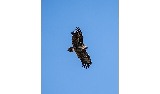 Kara Akbaba Kuzuyayla’da görüntülendi