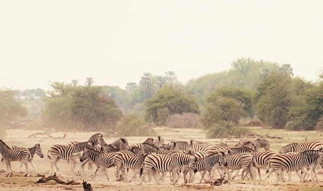 Sinematik Görselliğiyle Büyüleyecek Olan ‘Vahşi Doğanın Tozu’, 27 Eylül Pazar Saat 20.00’de National Geographic WILD Ekranlarında İzleyicilerle Buluşuyor!