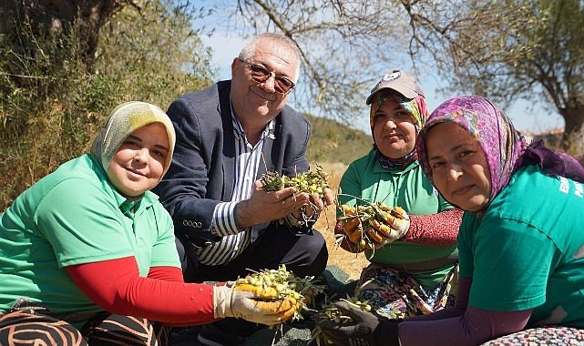 Edremit Belediyesi’nde yeni sezonun ilk zeytin hasadı gerçekleştirildi